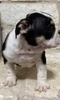 GiGi, a female English Bulldog for sale in Fort Worth, TX – 7 of 8