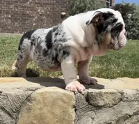 Sophie, a female English Bulldog for sale in Fort Worth, TX – 5 of 8