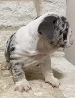 Chloe , a female English Bulldog for sale in Fort Worth, TX – 7 of 10