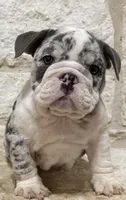 Chloe , a female English Bulldog for sale in Fort Worth, TX – 8 of 10