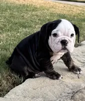 Panda, a male English Bulldog for sale in Fort Worth, TX – 2 of 10