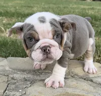 Sweetie , a female English Bulldog for sale in Fort Worth, TX – 5 of 10
