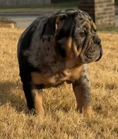 Logan “LoLo”, a female English Bulldog for sale in Fort Worth, TX – 3 of 5