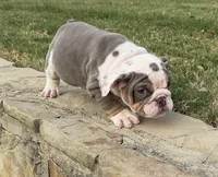 Sweetie , a female English Bulldog for sale in Fort Worth, TX – 7 of 10