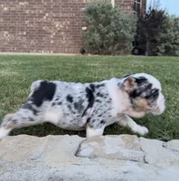 Yoshie , a female English Bulldog for sale in Fort Worth, TX – 3 of 6
