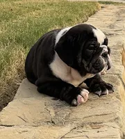 Bear, a male English Bulldog for sale in Fort Worth, TX – 2 of 10