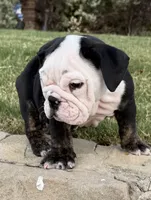 Panda, a male English Bulldog for sale in Fort Worth, TX – 4 of 10