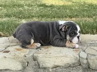 Muffin “Blu Berry “, a female English Bulldog for sale in Fort Worth, TX – 7 of 10