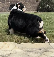 GIGi, a female English Bulldog for sale in Fort Worth, TX – 2 of 8