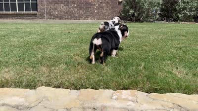 GIGi, a female English Bulldog for sale in Fort Worth, TX – 8 of 8