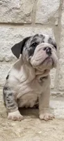 Chloe , a female English Bulldog for sale in Fort Worth, TX – 3 of 10