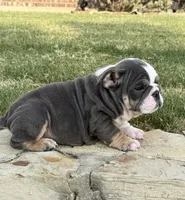 Muffin “Blu Berry “, a female English Bulldog for sale in Fort Worth, TX – 5 of 10