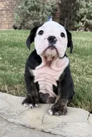 Panda, a male English Bulldog for sale in Fort Worth, TX – 8 of 10