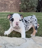 Sophie, a female English Bulldog for sale in Fort Worth, TX – 5 of 8