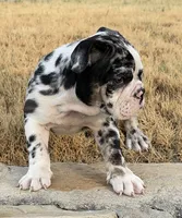 Waffles, a female English Bulldog for sale in Fort Worth, TX – 3 of 6