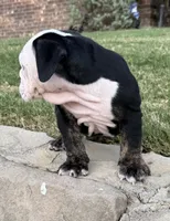 Panda, a male English Bulldog for sale in Fort Worth, TX – 6 of 10