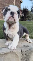 Yoda, a male English Bulldog for sale in Fort Worth, TX – 6 of 10