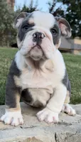 Yoda, a male English Bulldog for sale in Fort Worth, TX – 2 of 10