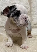 Sophie, a female English Bulldog for sale in Fort Worth, TX – 8 of 8