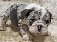 Chloe , a female English Bulldog for sale in Fort Worth, TX – 9 of 10
