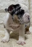 Sophie, a female English Bulldog for sale in Fort Worth, TX – 2 of 8