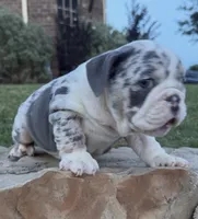 Chloe , a female English Bulldog for sale in Fort Worth, TX – 2 of 10