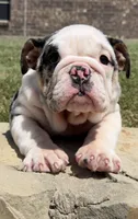 Sophie, a female English Bulldog for sale in Fort Worth, TX – 1 of 8