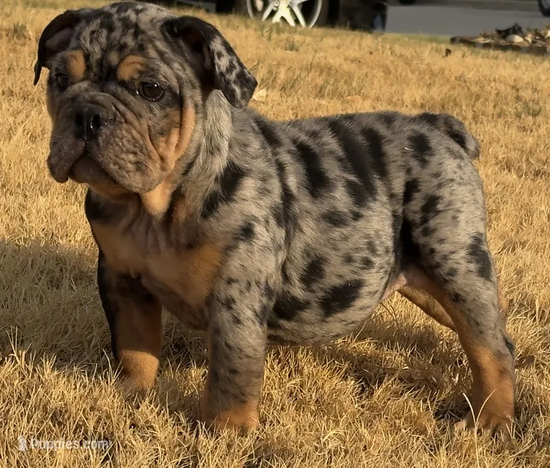 Logan “LoLo” – English Bulldog puppy for sale in Fort Worth, TX