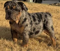 Logan “LoLo”, a female English Bulldog for sale in Fort Worth, TX – 1 of 5