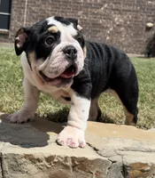 GIGi, a female English Bulldog for sale in Fort Worth, TX – 4 of 8