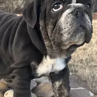 Glory “Glo”, a female English Bulldog for sale in Fort Worth, TX – Photo 3 of 8