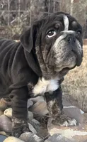 Glory “Glo”, a female English Bulldog for sale in Fort Worth, TX – Photo 3 of 8