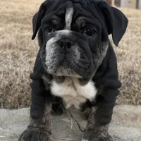 Glory “Glo”, a female English Bulldog for sale in Fort Worth, TX – Photo 4 of 8