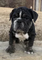 Glory “Glo”, a female English Bulldog for sale in Fort Worth, TX – Photo 4 of 8