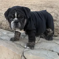 Glory “Glo”, a female English Bulldog for sale in Fort Worth, TX – Photo 6 of 8
