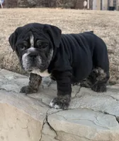 Glory “Glo”, a female English Bulldog for sale in Fort Worth, TX – Photo 6 of 8