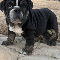 Glory “Glo”, a female English Bulldog for sale in Fort Worth, TX – Photo 5 of 8