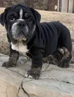 Glory “Glo”, a female English Bulldog for sale in Fort Worth, TX – Photo 5 of 8