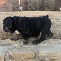 Glory “Glo”, a female English Bulldog for sale in Fort Worth, TX – Photo 7 of 8