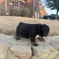 Glory “Glo”, a female English Bulldog for sale in Fort Worth, TX – Photo 8 of 8