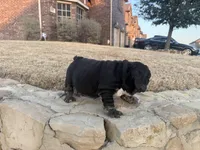 Glory “Glo”, a female English Bulldog for sale in Fort Worth, TX – Photo 8 of 8