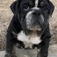 Glory “Glo”, a female English Bulldog for sale in Fort Worth, TX – Photo 1 of 8