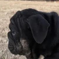 Glory “Glo”, a female English Bulldog for sale in Fort Worth, TX – Photo 2 of 8