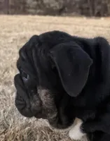 Glory “Glo”, a female English Bulldog for sale in Fort Worth, TX – Photo 2 of 8