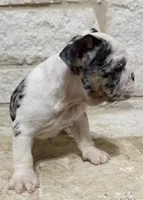 Yoshie , a female English Bulldog for sale in Fort Worth, TX – 5 of 6