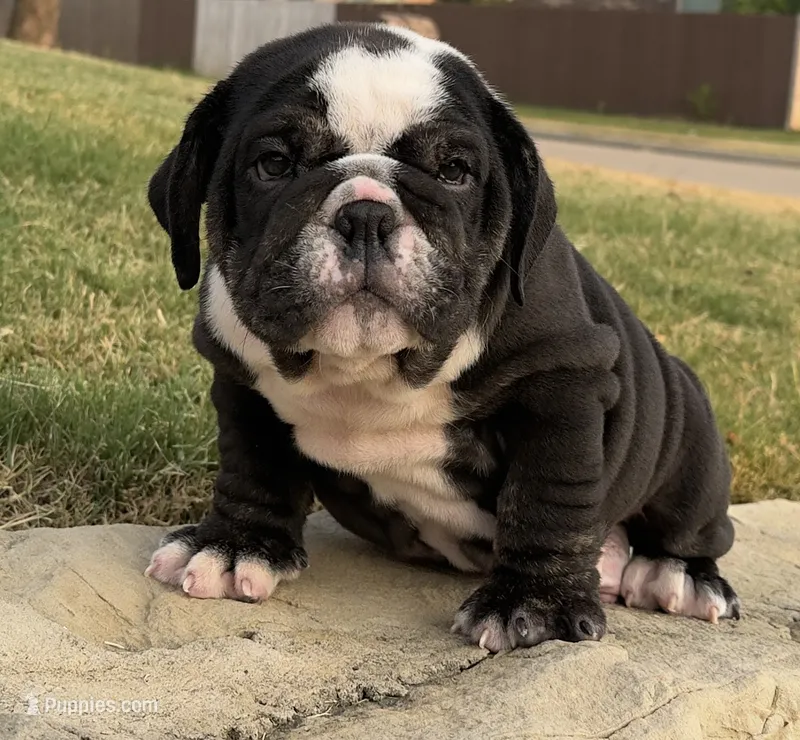 Bear – English Bulldog puppy for sale in Fort Worth, TX