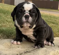 Bear, a male English Bulldog for sale in Fort Worth, TX – 1 of 10