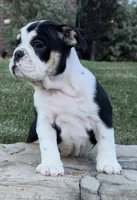 GiGi, a female English Bulldog for sale in Fort Worth, TX – 8 of 8
