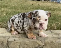 Trixx, a female English Bulldog for sale in Fort Worth, TX – 2 of 10