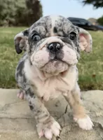 Royalty “Blu Eyes”, a female English Bulldog for sale in Fort Worth, TX – 5 of 10